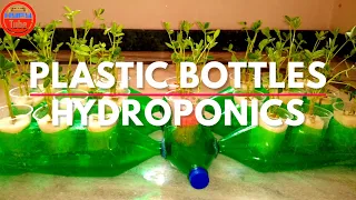 DIY Hydroponics: How to build a Hydroponics system with Plastic Bottles for Balcony Garden (2020)