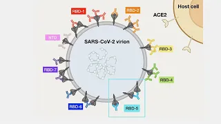 Antibodies Against SARS-CoV-2: A Global Collaboration - Breaking News in Stem Cells