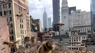 Beekeeper harvests honey on New York rooftops