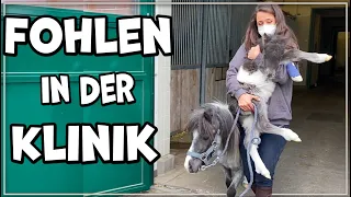 Ist Porzellinchens Fohlen übern Berg? Klinik-Update