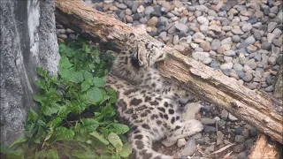 旭山動物園 ユキヒョウ（ジーマと赤ちゃん）おかあさんといっしょがイイ