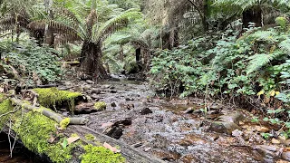 I Could Not Believe How Many Trout Were In This Creek!