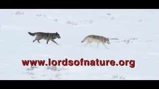 LORDS OF NATURE