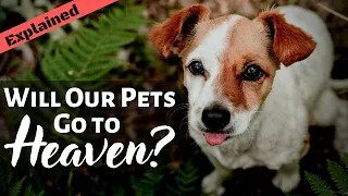 Do Animals Have Souls that Can Go to Heaven?