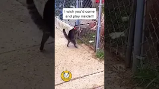 Funny CATS 😹 Cat chose violence 😾 #shorts