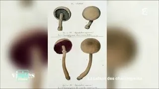 Le champignon de Paris de Louis XIV à Napoléon - Visites privées