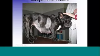 Павел Пульняшенко: экстренная торакальная хирургия в клинике мелких домашних животных