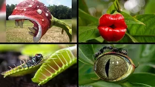 Top 10 Amazing Bizarre Plants in the world -- wow