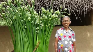 Village Food ❤ Spring Onion flower Recipe by Grandma | Village Life