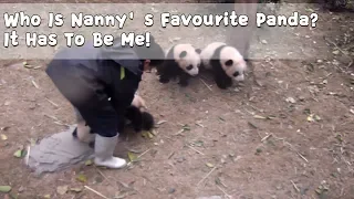 Who Is Nanny’s Favourite Panda? It Has To Be Me! | iPanda