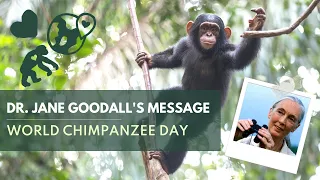 Dr. Jane Goodall's Message for World Chimpanzee Day 2022