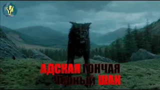 Черный Шак или Адская гончая.