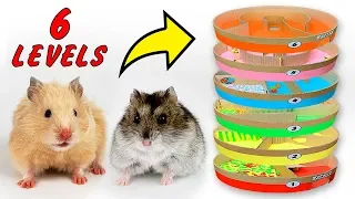 Hamsters in a round carton 6 floor maze | Carton maze | DIY