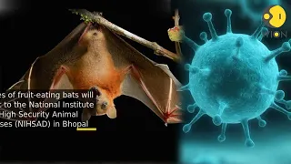 Nipah virus: Sample of fruit-bats sent for testing