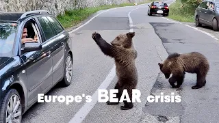 Romania's Beggar Bears on the Transfagarasan Highway