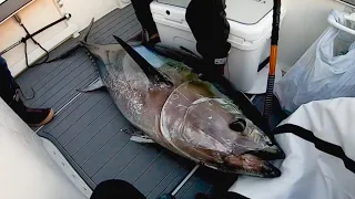 Bluefin Tuna Fishing | Persistence with the Kite Paid Off with a COW (200lbs+)