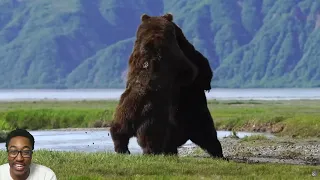 BMT Reacts To-Photographer captures intense battle between 2 HUGE ferocious bears#explore #reaction