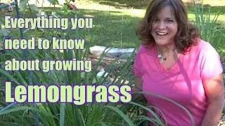 Lemongrass - Everything You Need to Know About Growing/Harvesting/Propagation