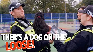 Dog On The Loose! | Scot Squad | BBC Scotland