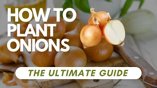 How To Plant Onions - The Ultimate Guide