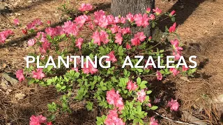 Planting Azaleas