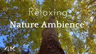 Relaxing Nature Ambience Meditation Lazy Summer Afternoon Ambience River and Bird Sounds for Relax