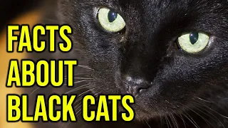 10 Mysterious Facts About Black Cats/ All Cats