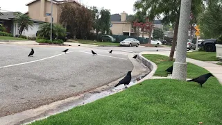This might be the cutest crow video I’ve ever captured. That tail feather shake!