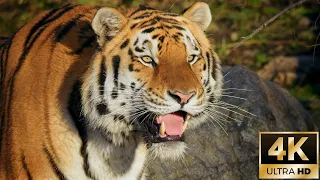 Siberian Tiger Flehmen Response – 4K Wildlife Stock Footage