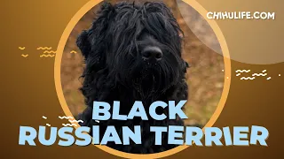 Black Russian Terrier - BRT Dog