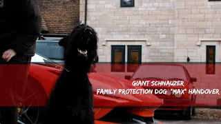 Giant Schnauzer Family Protection Dog  "MAX" Handover - Gloucester - TRIDENT ELITE K9