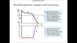 Физиология сердца ОС103 Кунаев Вячеслав Гамзаева Аида