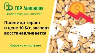 Пшеница теряет в цене 10 $/т, экспорт восстанавливается. TOP Agrobook: обзор аграрных новостей