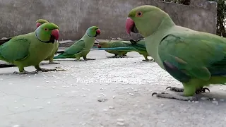 🤔Itna tej kaun bol raha hai...| #Day 70 | #Parrots​​ Life | #Parrot​​'s Natural Beauty | 😍😍❤❤