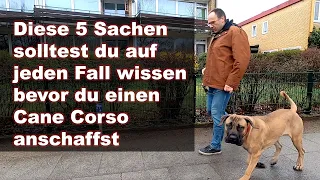 Diese 5 Sachen solltest du auf jeden Fall wissen bevor du einen Cane Corso anschaffst! | Vlog 129