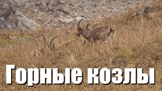 Сибирский горный козел - Siberian ibex - Capra sibirica