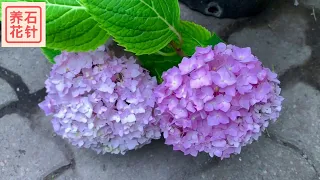 绣球花 - 多开花的三个要素 - 实战经验分享 Hydrangea（啰嗦版，急性子可以两倍速观看😂。新手建议原速观看，有很多细节）