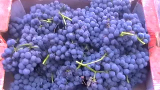 Сорт винограда "Венус" - сезон 2017