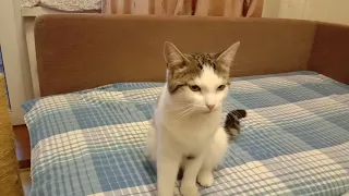 Непоглаженный котик просит ласки