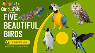 Five Beautiful Birds
