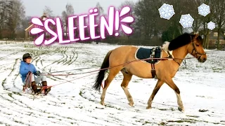 Sleighing with Marley + ENGL SUBS | felinehoi