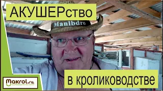 Как принимать окролы и чего ни когда не стоит делать кролиководу. Макрол. Макляк.