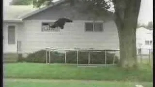 Bear Trampoline