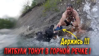 ПИТБУЛИ ЧУТЬ НЕ УТОНУЛИ В ГОРНОЙ РЕЧКЕ !!! АРАБ ПОШЕЛ НА ДНО, НО... КУПАЕМСЯ С ПИТБУЛЯМИ СРЕДИ СКАЛ