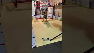 Dog Hockey Goalie Trick - Sports Tricks - Hockey Dog