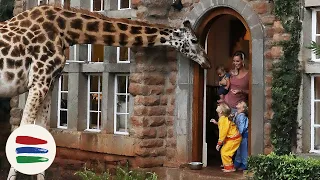 BREAKFAST at The GIRAFFE MANOR!! ELEPHANTS and MORE!! /// WEEK 118 : Kenya