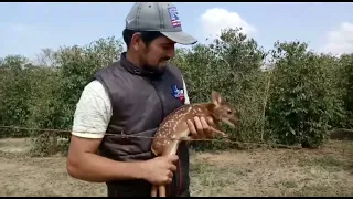 Homem encontra filhote de veado, VEJA O QUE ACONTECEU!!😱😱