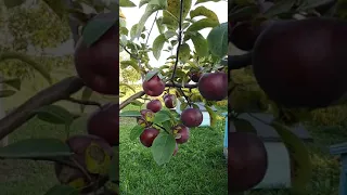 Зимний сорт яблони Лобо