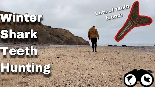 Winter SHARK TEETH hunting (LOADS of TEETH found!) | Walton-On-The-Naze fossil hunting