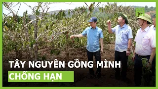 Tây Nguyên gồng mình chống hạn | VTC16